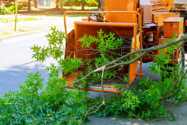 Residential Tree Removal in Windy Hills, KY